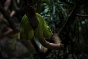 SINGAPORE ZOO (264)